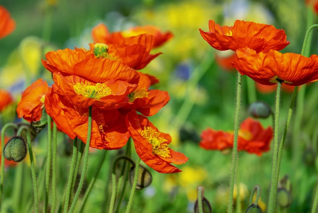 Bright orange poppies in bloom with hairy green stems and buds against a soft green garden background