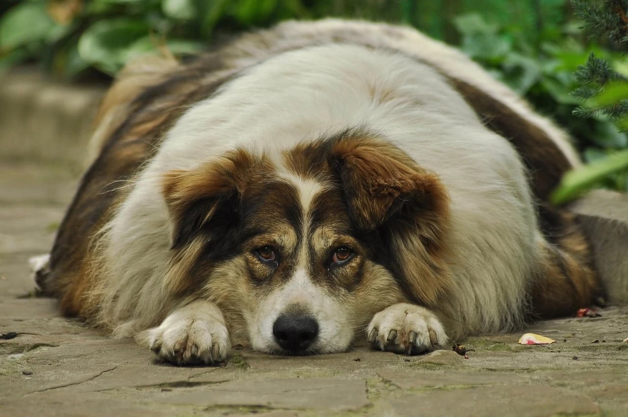 Very overweight fluffy brown and white dog lying with its head on its paws on a stone path