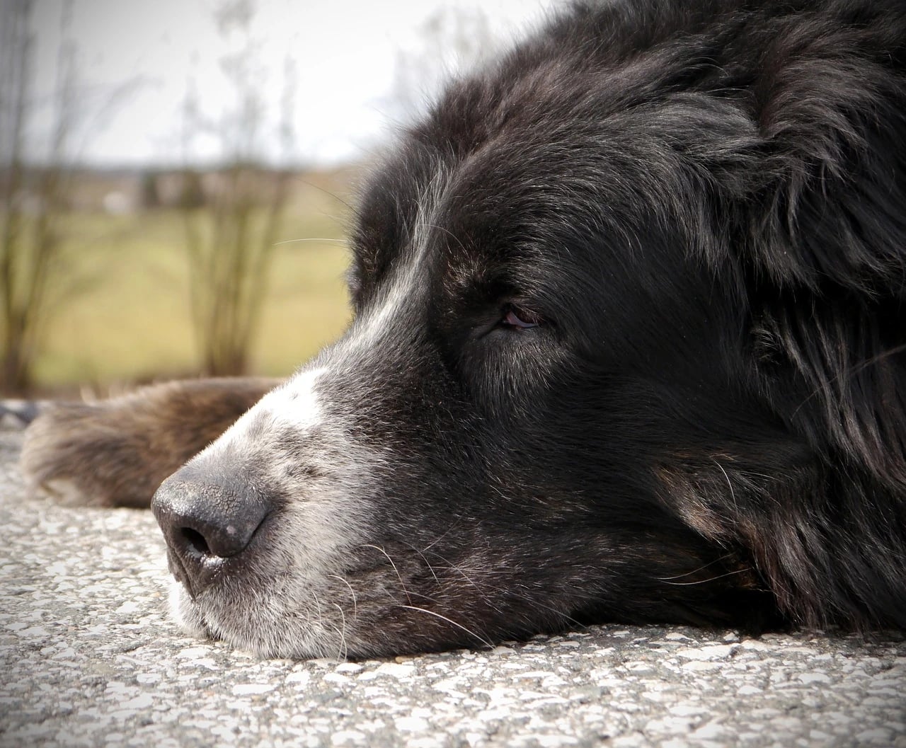Older black dog with a graying white muzzle resting its head on pavement outdoors