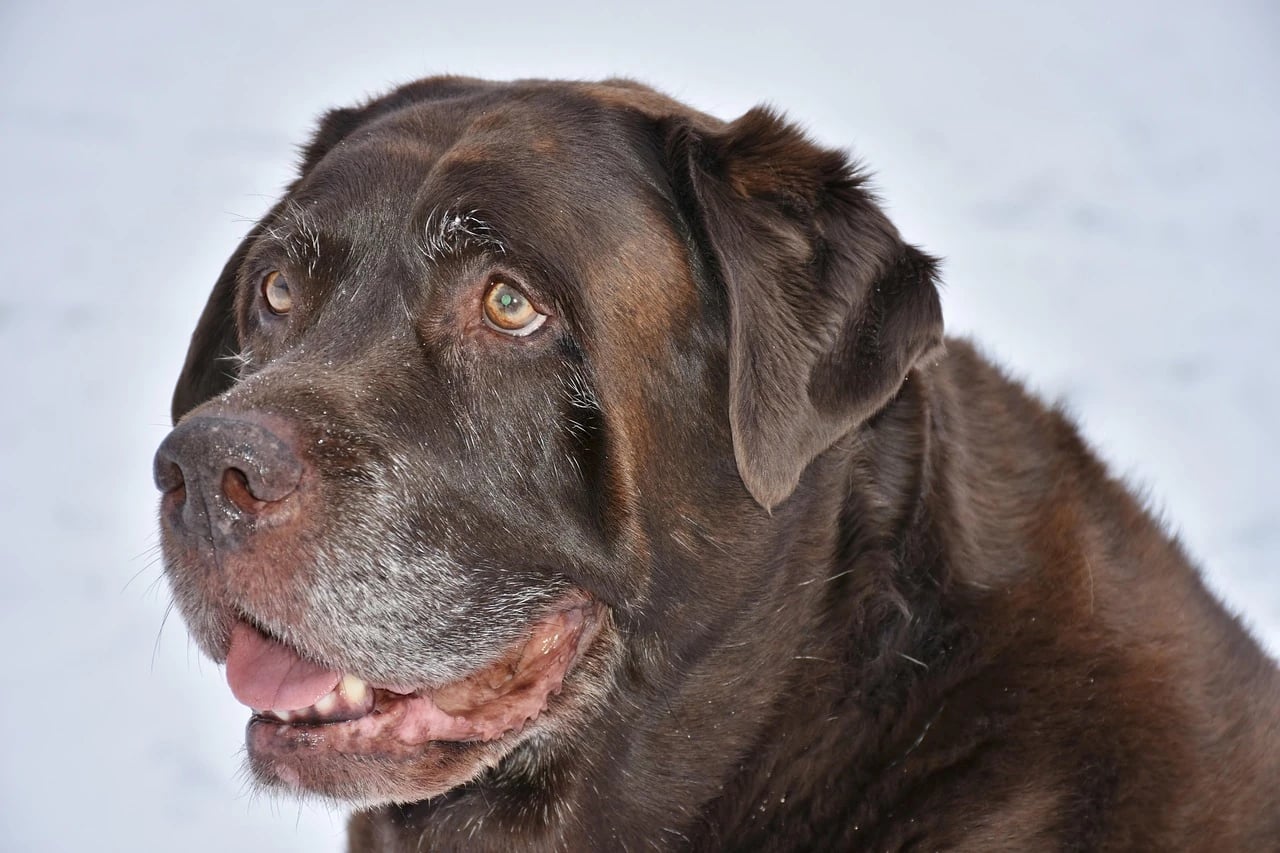 Close-up of an older chocolate Labrador with a gray muzzle looking aside against a snowy background