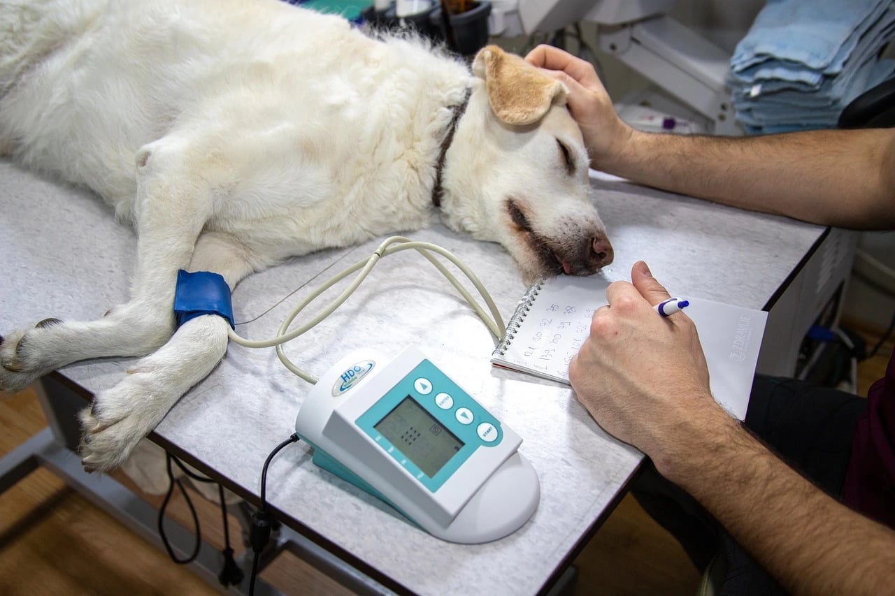 Veterinarian takes notes while a white dog lies on an exam table with a blood pressure cuff on its leg