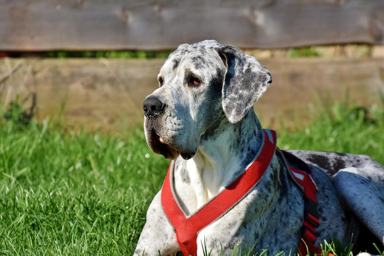 Merle Great Dane in a red harness lying on sunlit green grass in front of a wooden fence