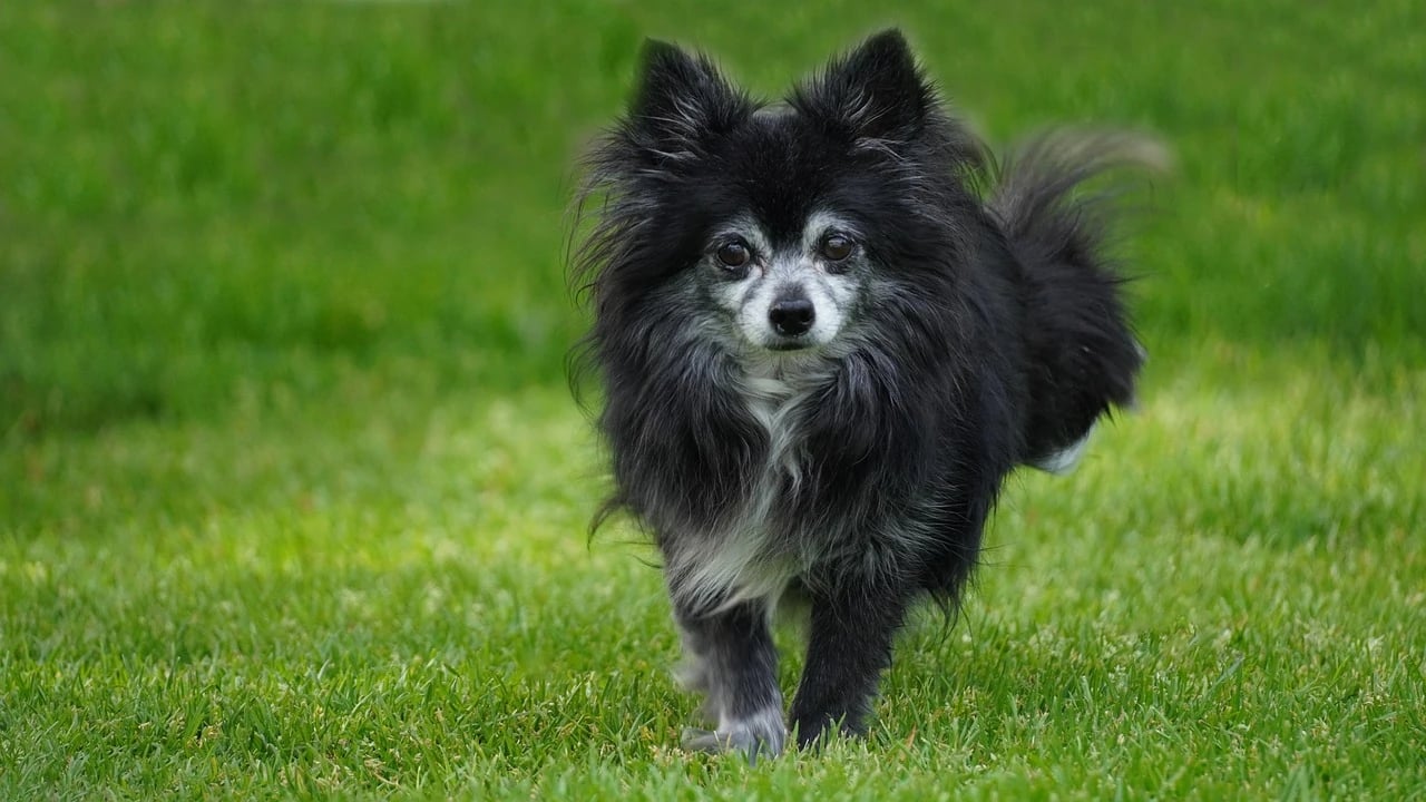Small older black Pomeranian with a graying white face walking toward the camera on green grass